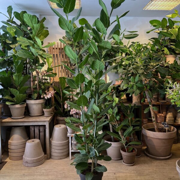Ficus Audrey 240-260 cm.