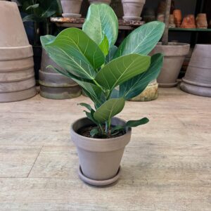 Ficus Audrey (lille) - med krukke - Happyflower-dk