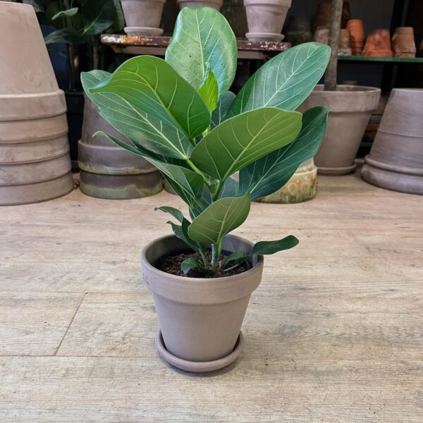 Ficus Audrey (lille) - med krukke - Happyflower-dk
