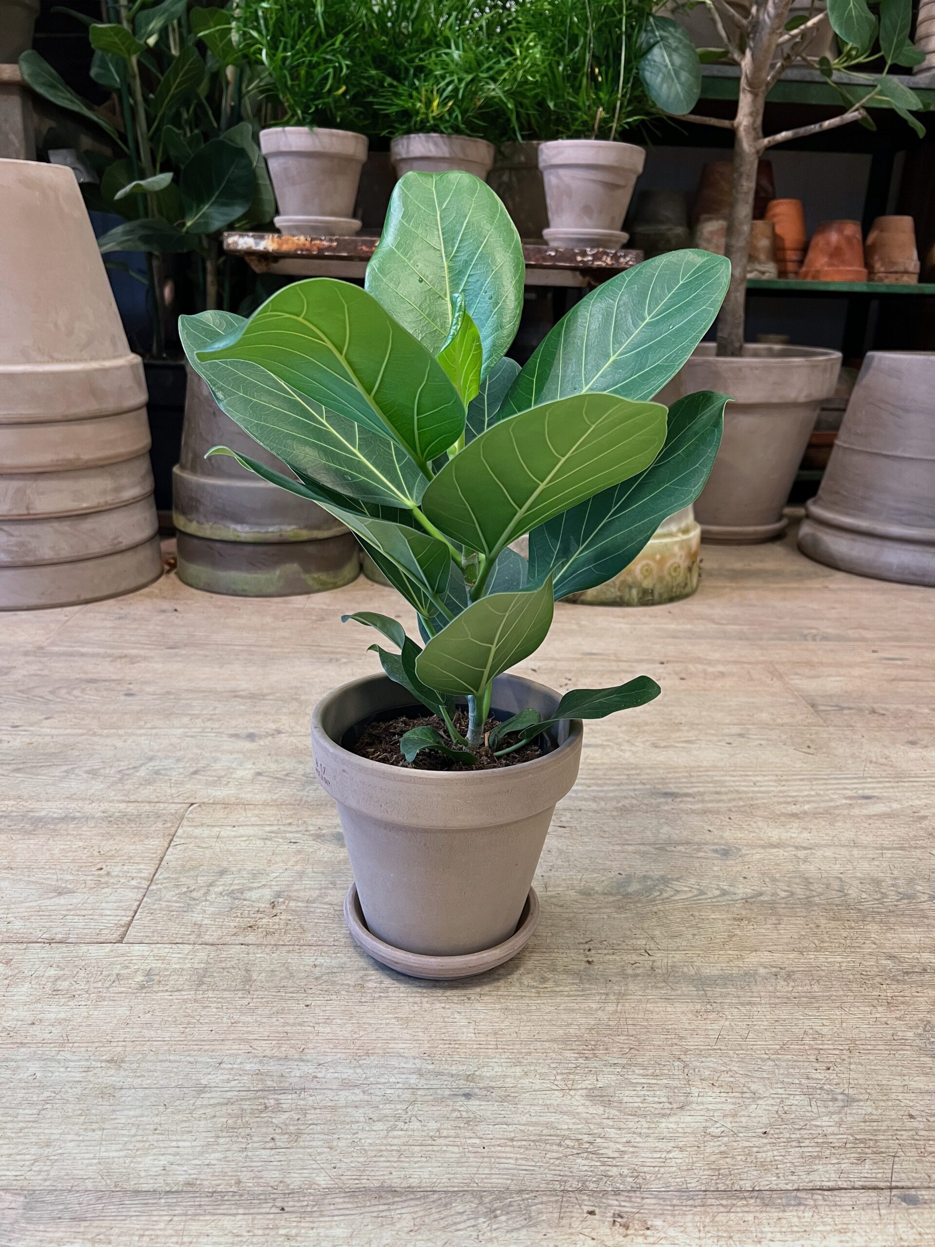 Ficus Audrey (lille) - med krukke - Happyflower-dk