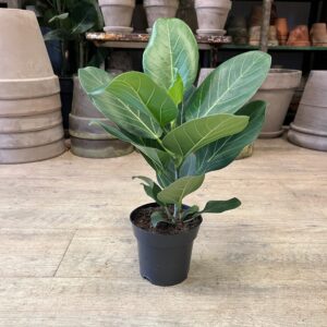 Ficus Audrey (lille)