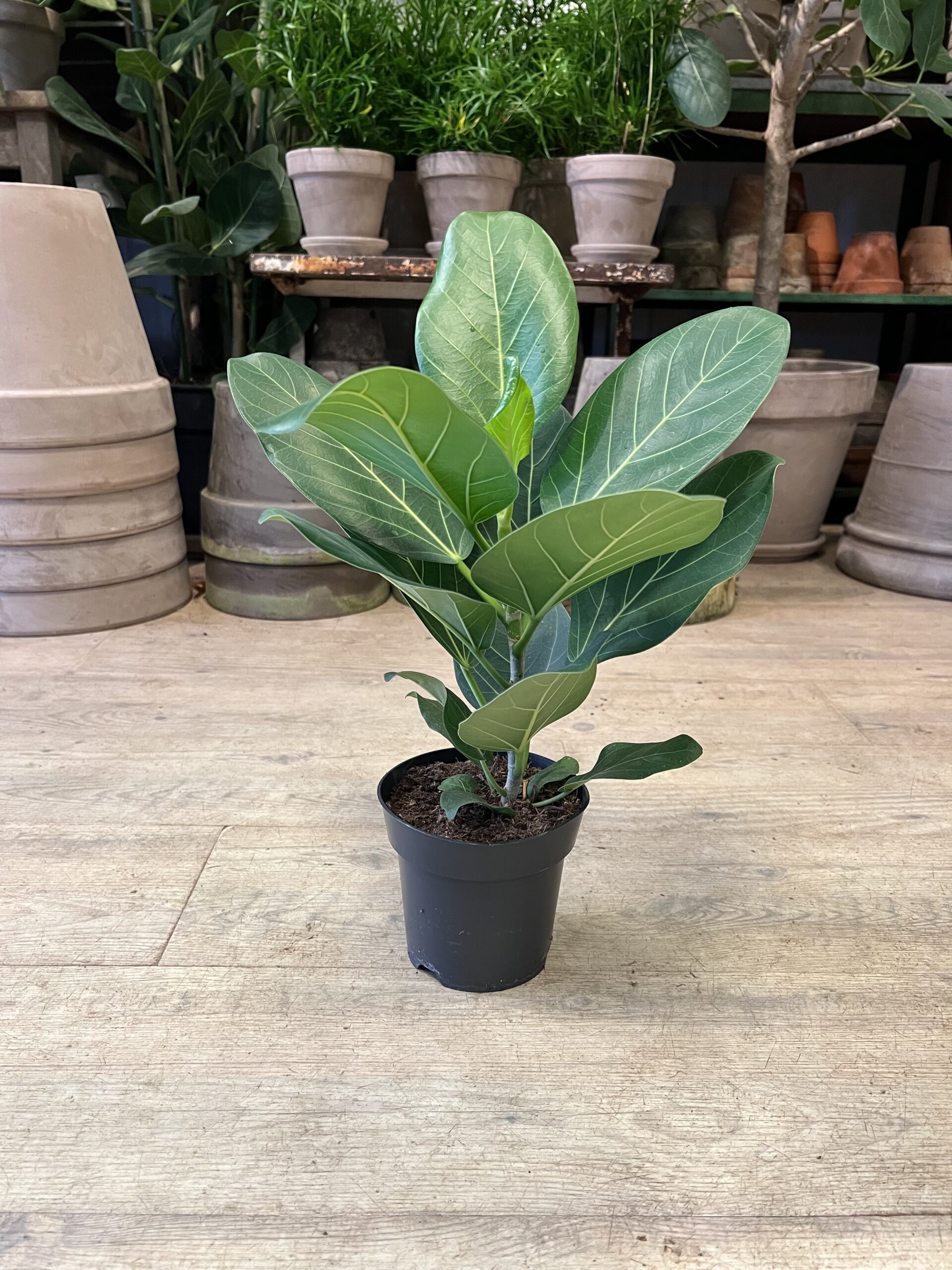 Ficus Audrey (lille) - uden krukke - Happyflower-dk