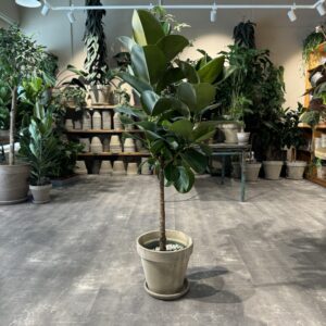 Ficus Makana - Happyflower-dk