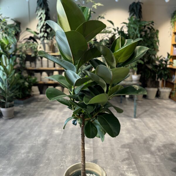 Ficus Makana