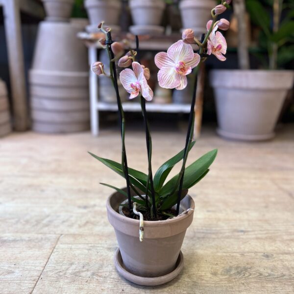 Orkidé 3 grenet med krukke - Happyflower-dk