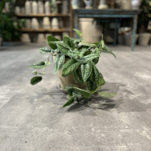 Scindapsus Pictus - Happyflower-dk