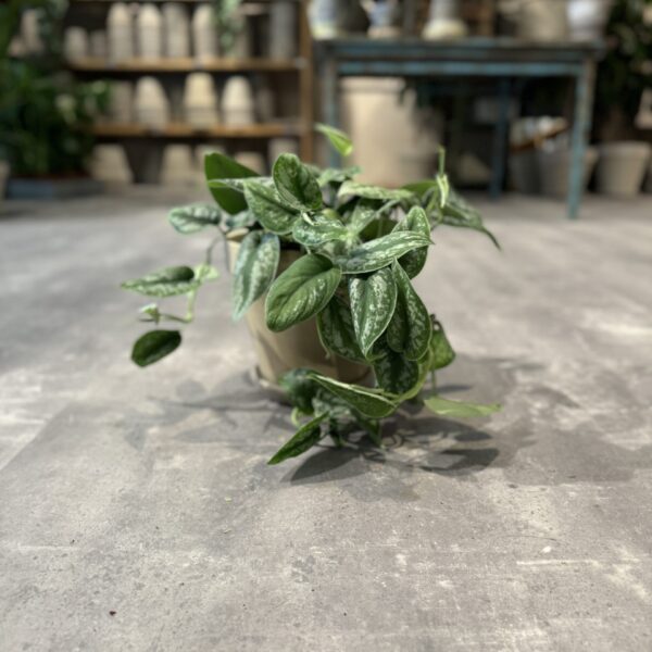 Scindapsus Pictus - Happyflower-dk