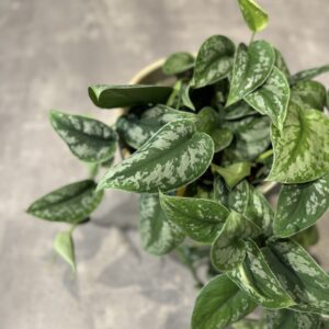 Scindapsus Pictus