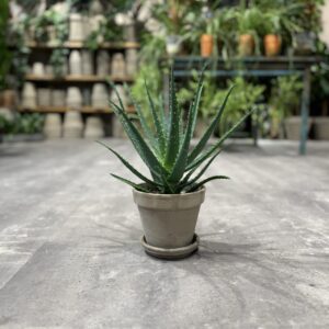 Aloe Arborescens - Happyflower-dk