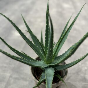 Aloe Arborescens