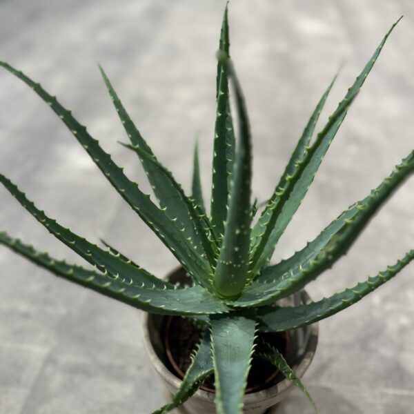 Aloe Arborescens