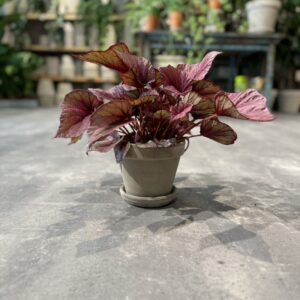 Begonia Rex Pink - Happyflower-dk
