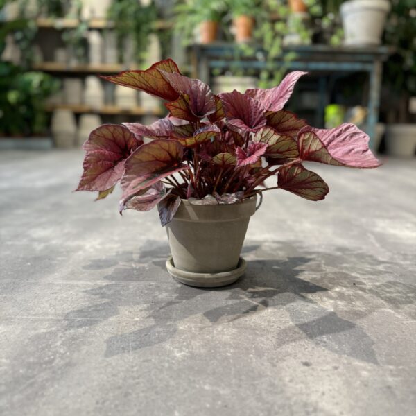 Begonia Rex Pink - Happyflower-dk