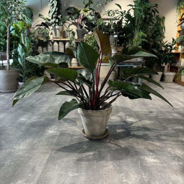 Philodendron Congo Red - Happyflower-dk