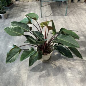 Philodendron Congo Red