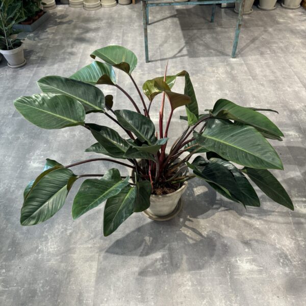 Philodendron Congo Red