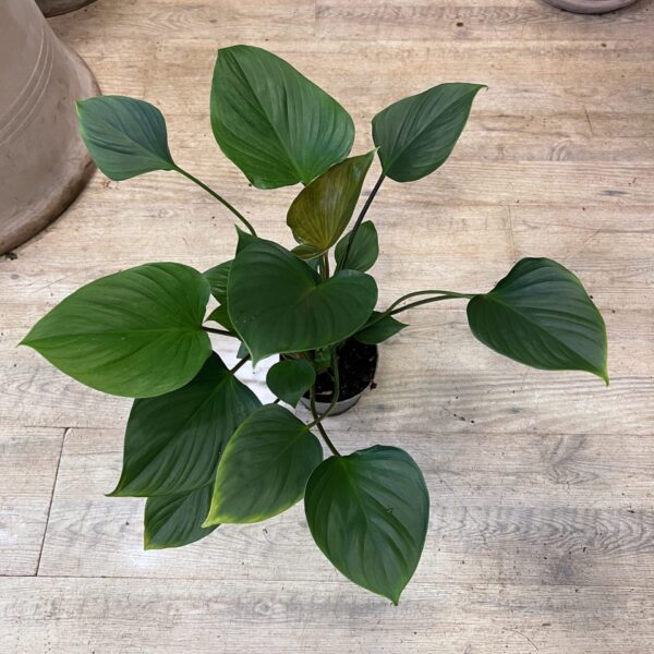Philodendron