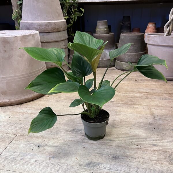 Philodendron