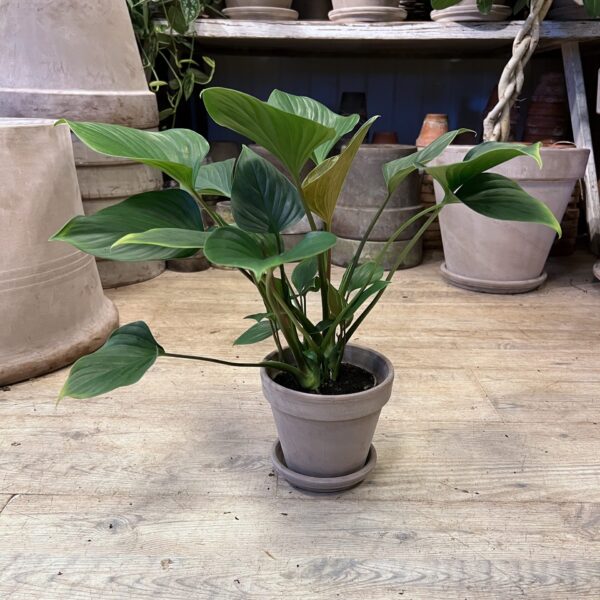 Philodendron med krukke - Happyflower-dk