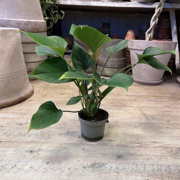 Philodendron