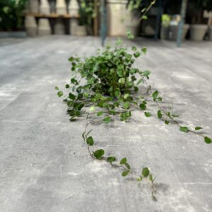 Pletter i luften - Happyflower-dk