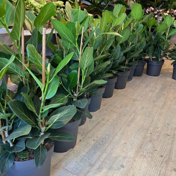 Ficus Audrey 60 cm.