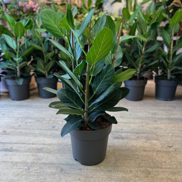 Ficus Audrey 60 cm.