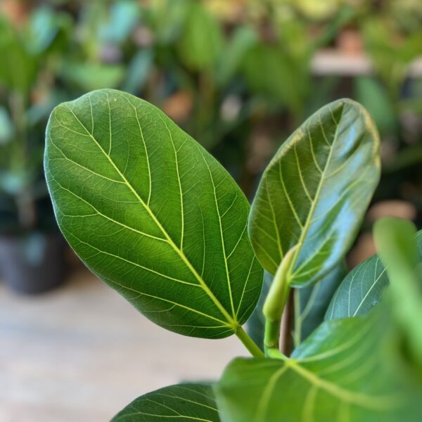 Ficus Audrey 60 cm.
