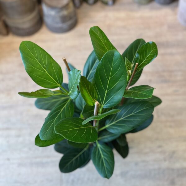 Ficus Audrey 60 cm.