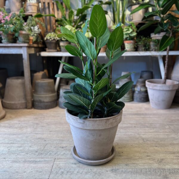 Ficus Audrey 60 cm. med krukke - Happyflower-dk