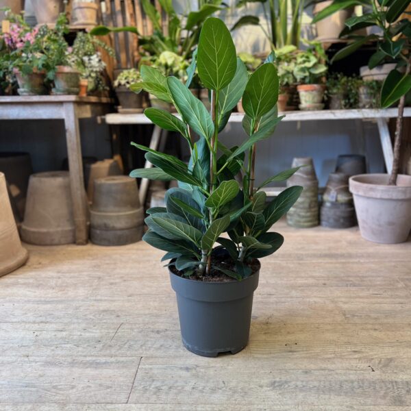 Ficus Audrey 60 cm.