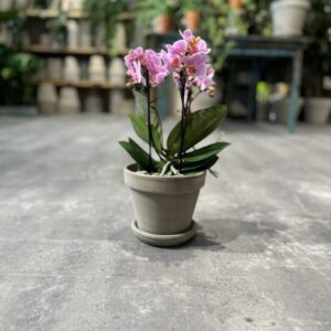 Phalaenopsis Lyserød - Happyflower-dk