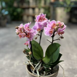 Phalaenopsis Lyserød