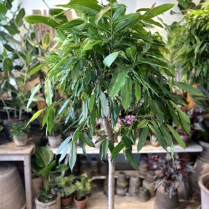 Ficus Amstel King 180 cm.