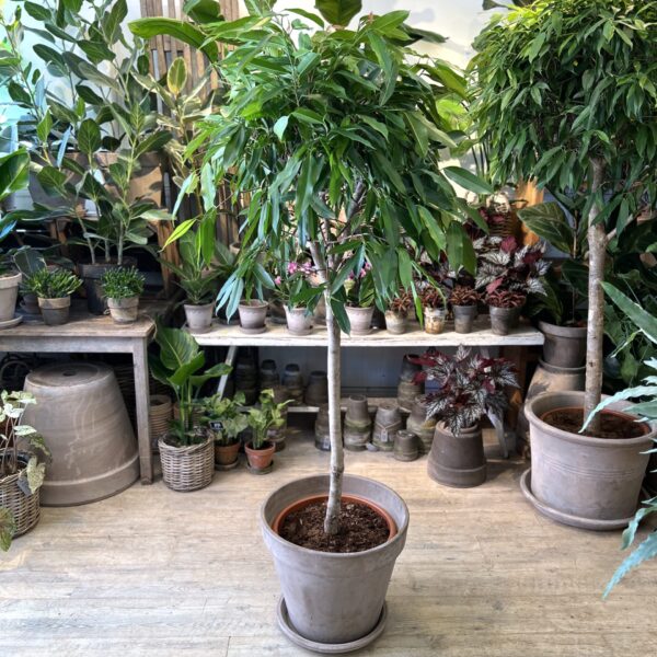 Ficus Amstel King 180 cm. med krukke - Store indendørsplanter - Happyflower-dk