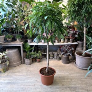 Ficus Amstel King 180 cm.