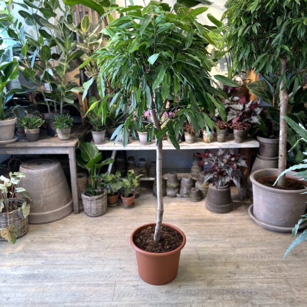 Ficus Amstel King 180 cm.