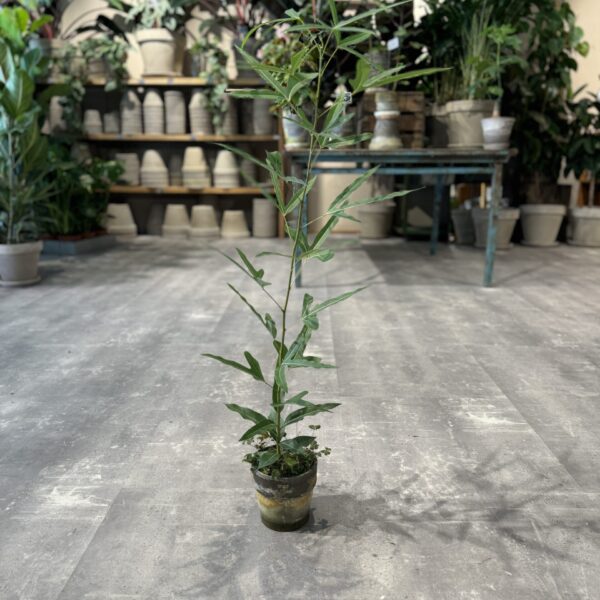 Kærlighedstræ (Ahornblad) - Australsk Kærlighedstræ - Happyflower-dk