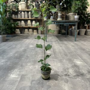 Kærlighedstræ (Hjerteblad) - Australsk Kærlighedstræ - Happyflower-dk