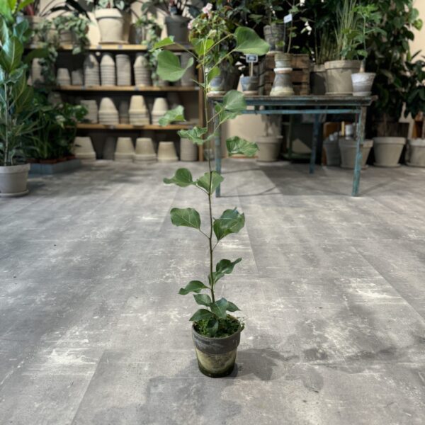 Kærlighedstræ (Hjerteblad) - Australsk Kærlighedstræ - Happyflower-dk