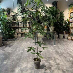Kærlighedstræ (stor) - Happyflower-dk