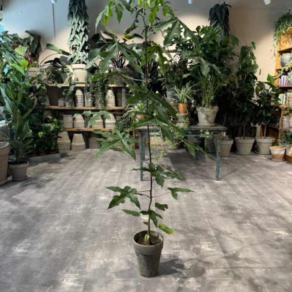 Kærlighedstræ (stor) - Happyflower-dk