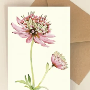 Blomsterkort Astrantia - Dorthe Svarrer - Happyflower-dk