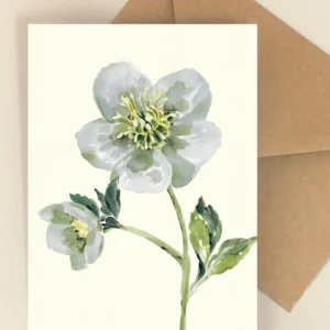 Blomsterkort Helleborus - Happyflower-dk