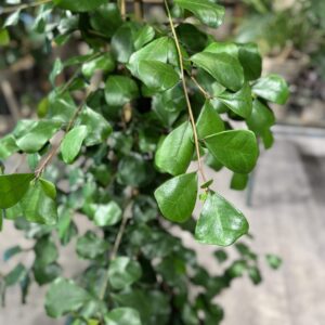 Ficus Trinova