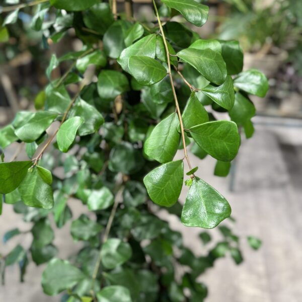 Ficus Trinova