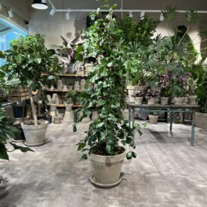 Ficus Trinova - Ficus - Happyflower-dk
