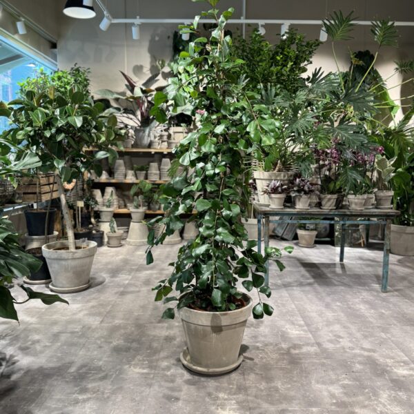 Ficus Trinova - Ficus - Happyflower-dk