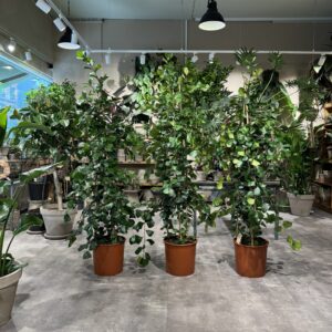Ficus Trinova