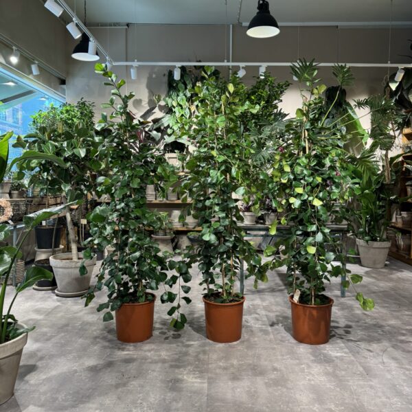 Ficus Trinova